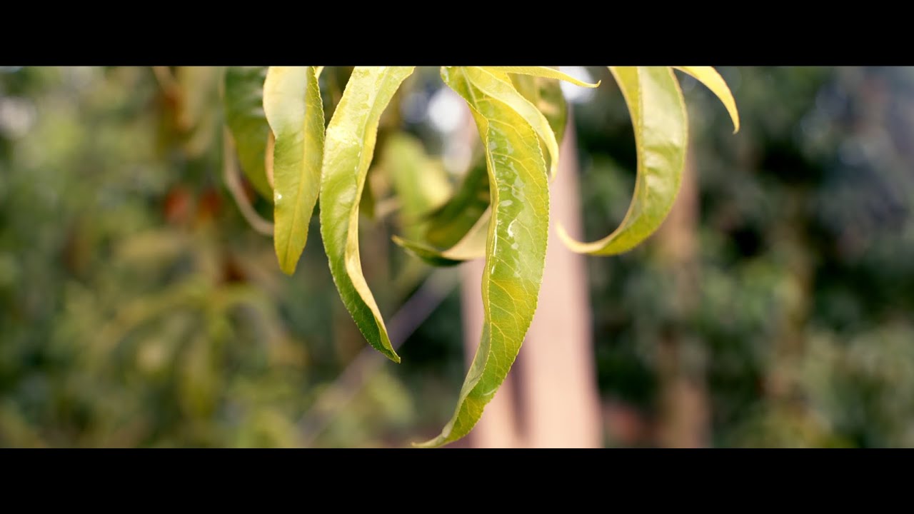 Farolfi Fruit